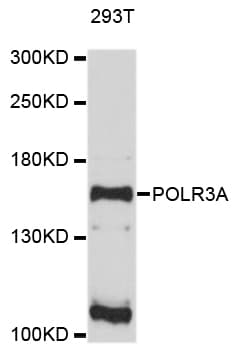 Polyclonal Rabbit anti-Human POLR3A Antibody (WB)