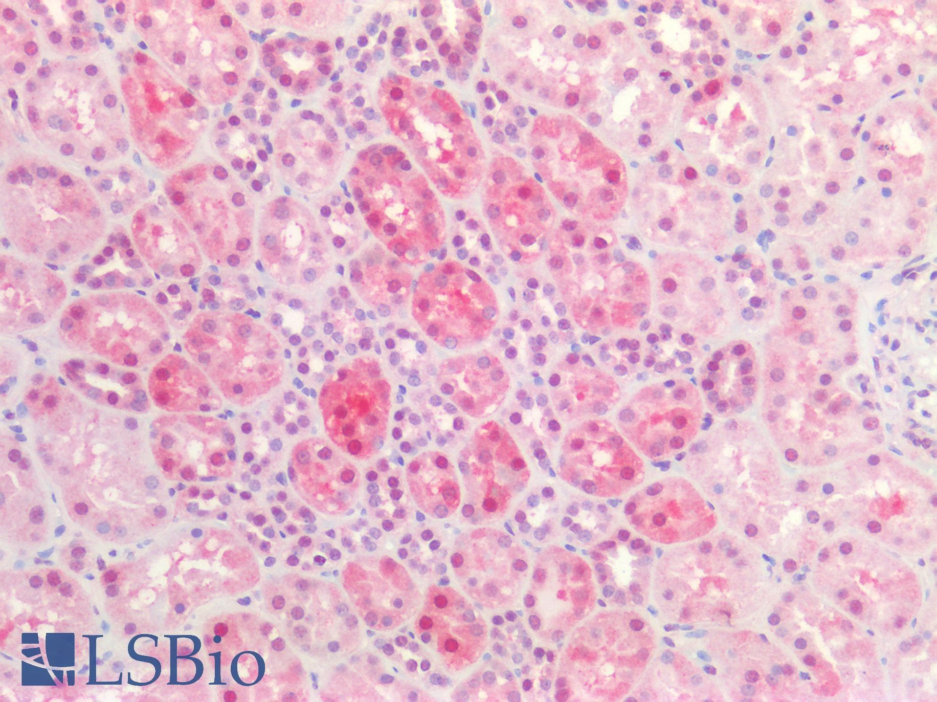 PathPlus™ DNMT / DNMT1 Antibody (aa891-904)