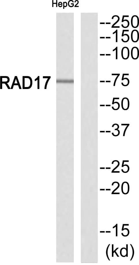 RAD17 Antibody