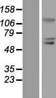 BLIMP1 / PRDM1 Protein (Over-Expression Lysate Myc-DDK (Flag))