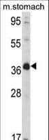 Polyclonal Rabbit anti-Human NAGK Antibody (aa300-330, WB)