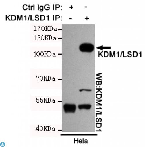 Monoclonal Mouse anti-Human KDM1A / LSD1 Antibody (WB)