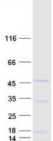 Human ARL13B Protein (Recombinant Myc-DDK (Flag))