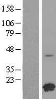 FAM153C Protein (Over-Expression Lysate Myc-DDK (Flag))