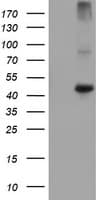 CPA1 / Carboxypeptidase A Antibody (clone OTI4F10)