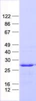 Human ASB13 Protein (Recombinant His, N-Terminal)