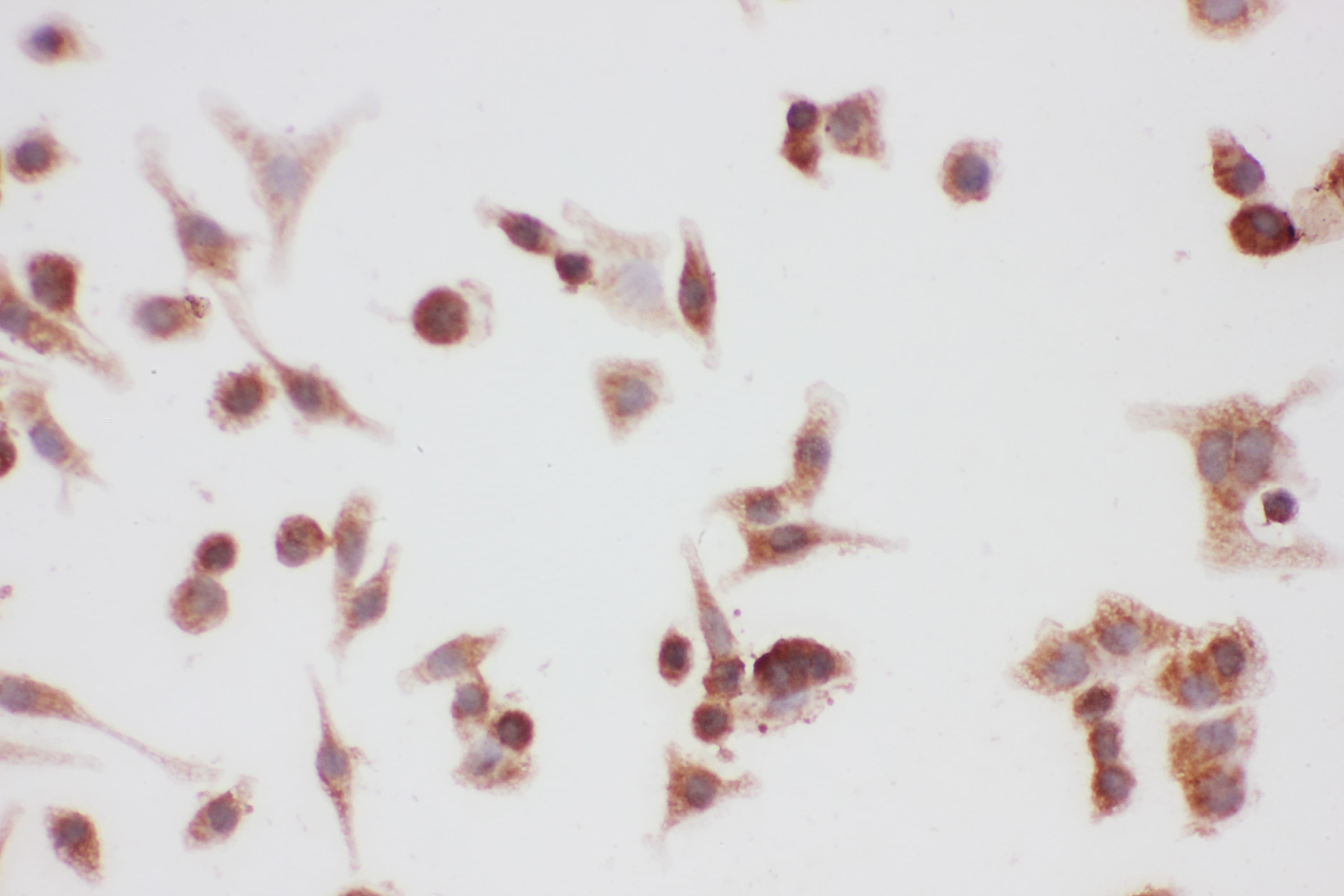 HSP90AA1 / Hsp90 Alpha A1 Antibody (aa2-365)