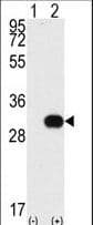 IHC-plus™ NEK7 Antibody (aa1-30)