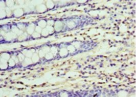 UCHL3 Antibody (aa1-220)