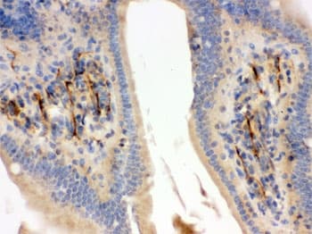 FLOT2 / Flotillin 2 Antibody