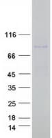 Human POGK Protein (Recombinant Myc-DDK (Flag))