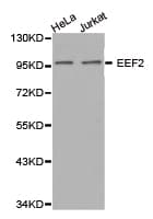 EEF2 / Elongation Factor 2 Antibody