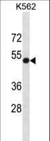 PathPlus™ PVR / CD155 Antibody (aa314-342)