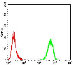 TH / Tyrosine Hydroxylase Antibody (clone 1B8D2)