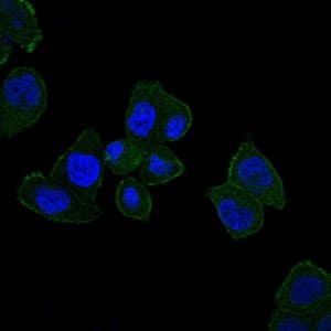 HFE Antibody (clone 3F1)