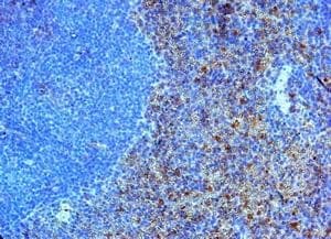 Polyclonal Goat anti-Human TLR4 Antibody (aa161-192, IHC, WB)