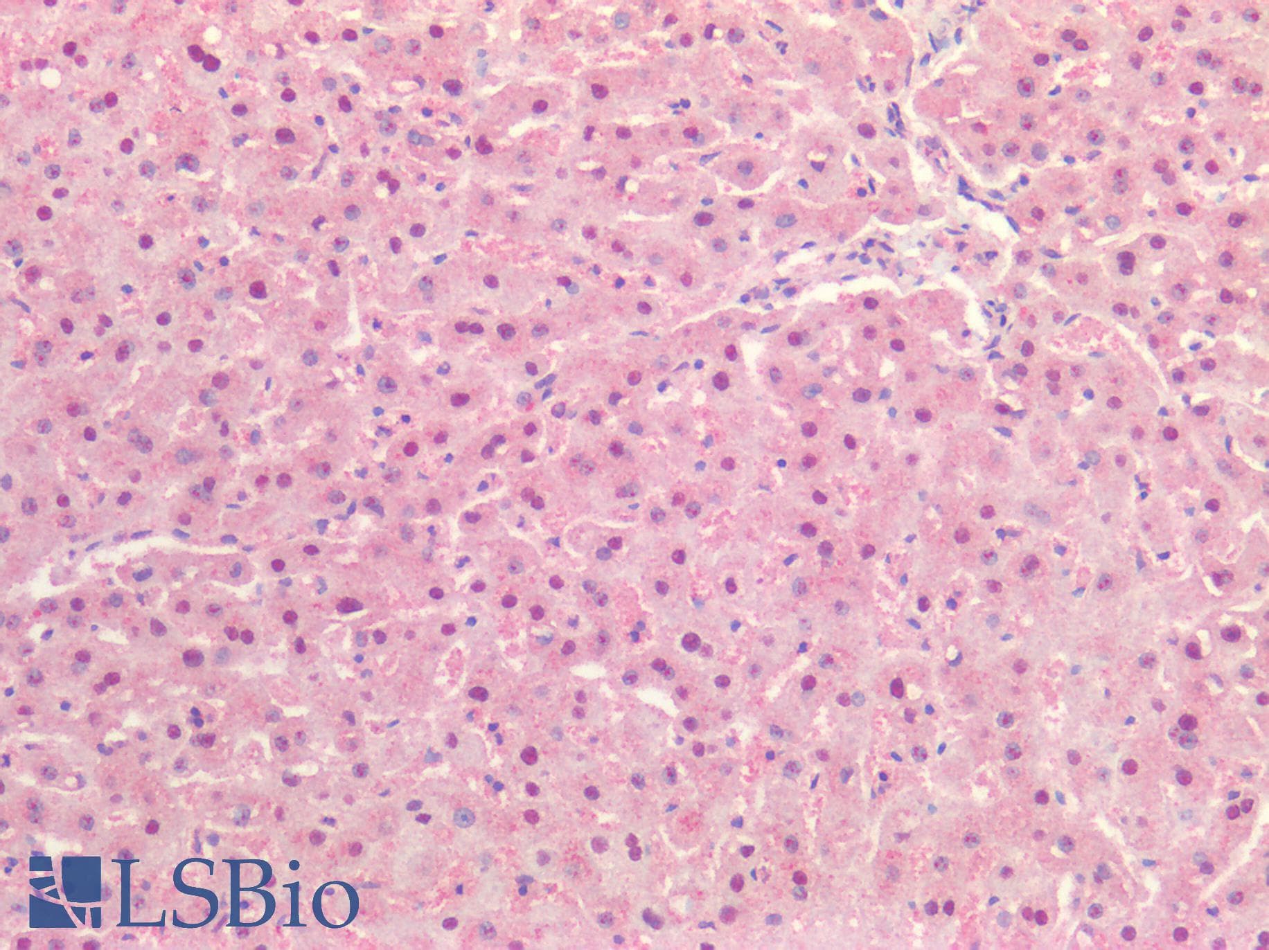 IHC-plus™ DLX2 Antibody