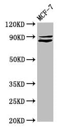 MED15 / ARC105 Antibody
