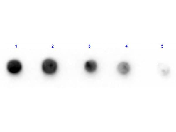 GLUD1/Glutamate Dehydrogenase Antibody (Liquid, Biotin)