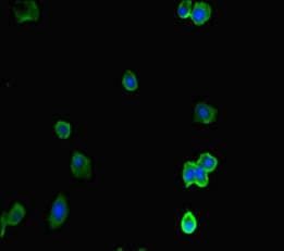 Polyclonal Rabbit anti-Human ACTR5 / ARP5 Antibody (IHC, IF)