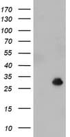 NQO2 Antibody (clone OTI3F9, Carrier-free)
