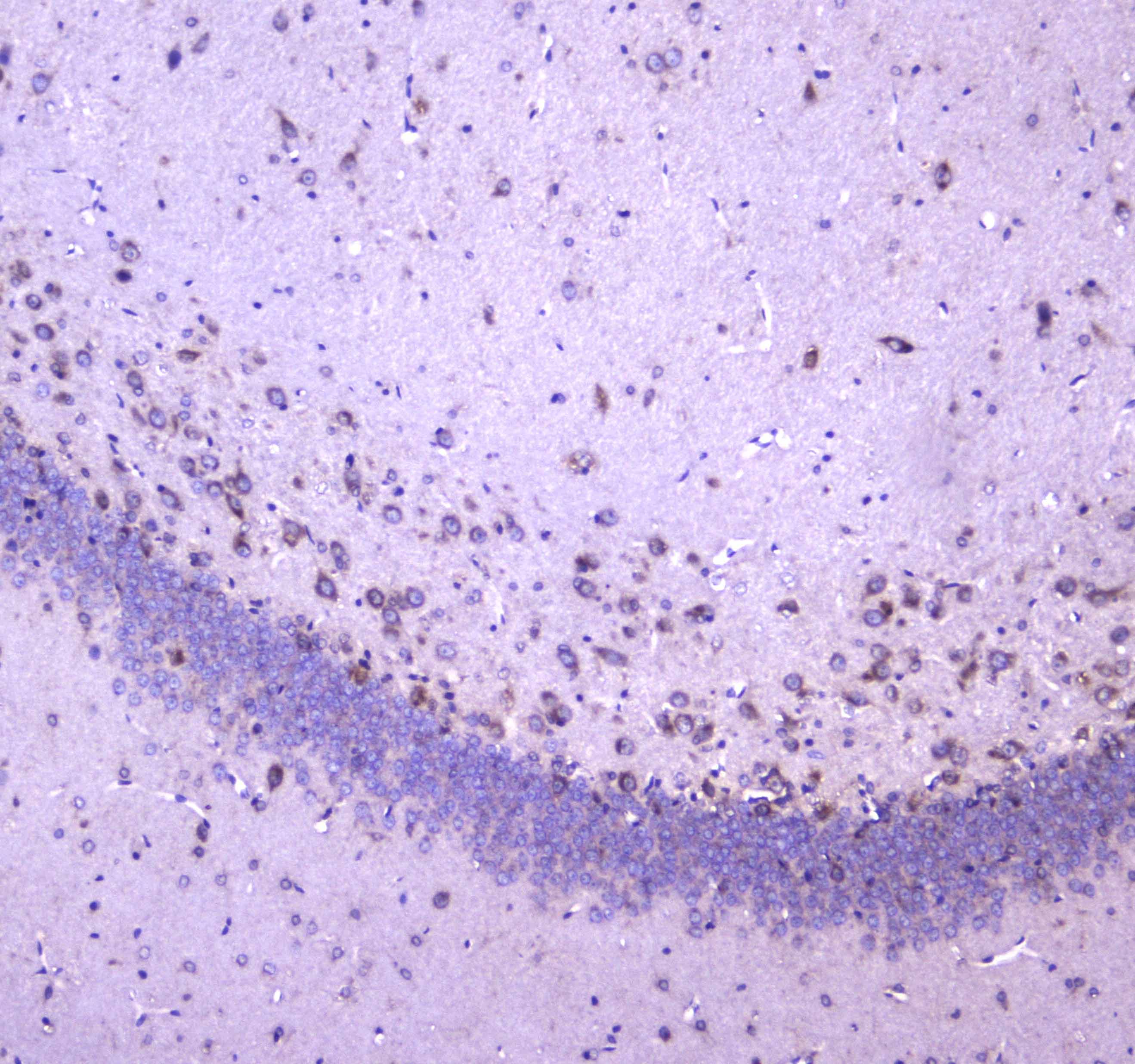 Polyclonal Rabbit anti-Human WWOX Antibody (IHC, WB)