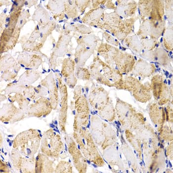 MBNL1 / MBNL Antibody