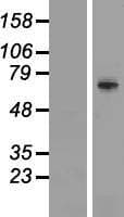 TRIM41 Protein (Over-Expression Lysate Myc-DDK (Flag))