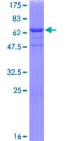 Human ANXA13 / Annexin XIII Protein (Recombinant GST)
