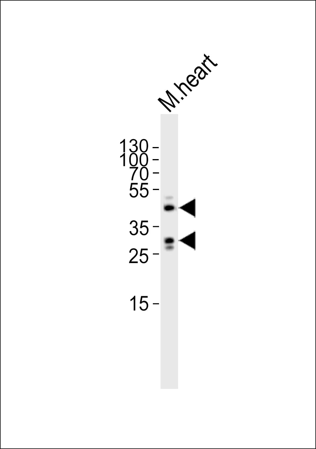 SIRT3 / Sirtuin 3 Antibody (aa304-334)