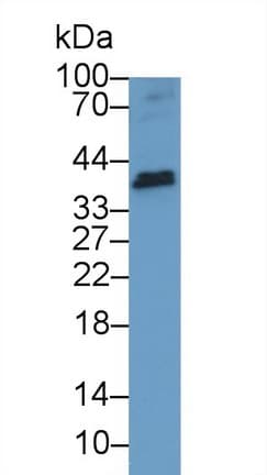 TNFSF13 / APRIL Antibody (aa105-250)