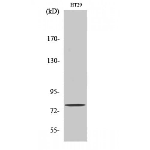 Polyclonal Rabbit anti-Human EPS8L1 Antibody (380-460 aa, Internal, IHC, IF, WB)