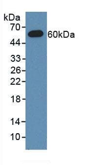 MX1 / MX Antibody (aa43-308)