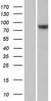 RAPGEF5 / GFR Protein (Over-Expression Lysate Myc-DDK (Flag))