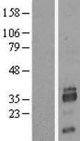 SIAH2 Protein (Over-Expression Lysate Myc-DDK (Flag))
