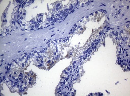 RAB3A Antibody (clone OTI5C12)