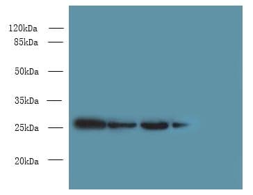MED7 / CRSP9 Antibody