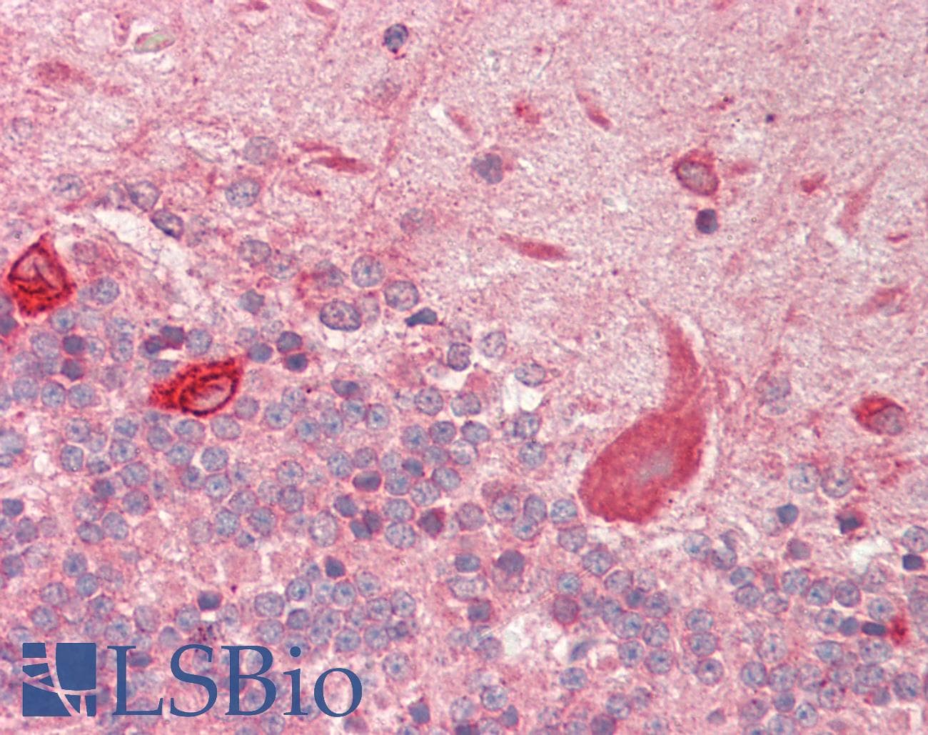 IHC-plus™ Monoclonal Mouse anti-Human NEDD8 Antibody (clone 5B8, IHC, IF, WB)