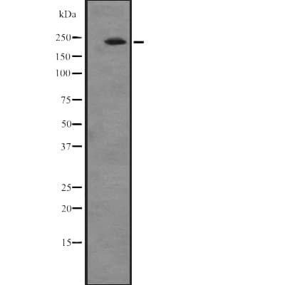 ATRN / Attractin Antibody