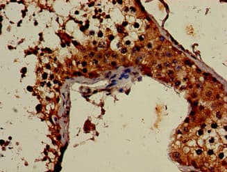 Polyclonal Rabbit anti-Human AUTL1 / ATG4C Antibody (IHC, IF)