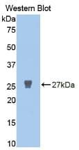 MMP2 Antibody (aa110-660, Cy3)