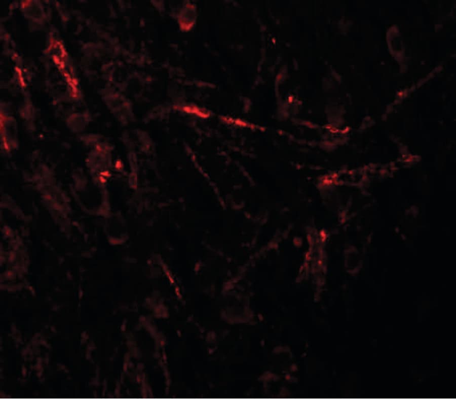 ZBTB4 Antibody