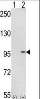 IMMT / Mitofilin Antibody (aa700-729)