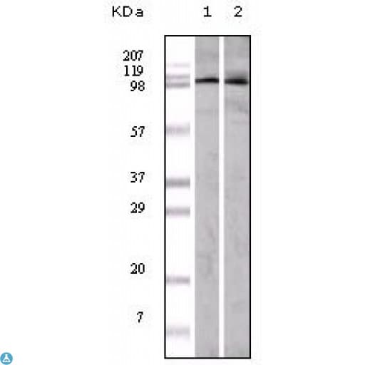 EPHA1 / EPH Receptor A1 Antibody
