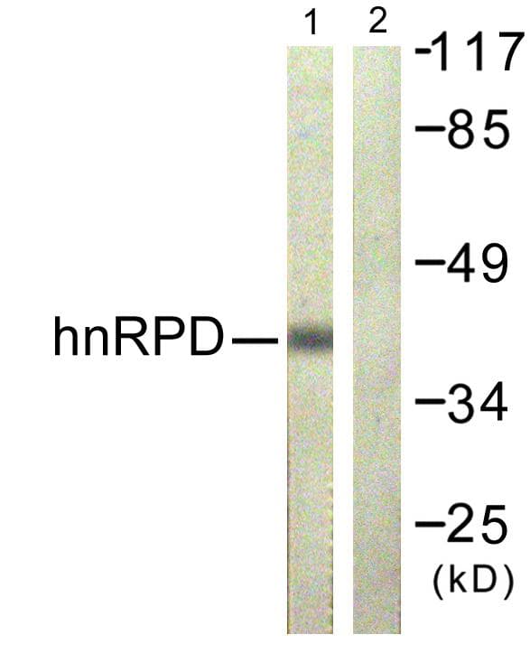 HNRNPD / AUF1 Antibody (p83)