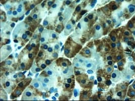 AMY2A / Pancreatic Amylase Antibody (clone OTI6D4)