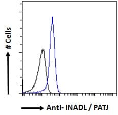 IHC-plus™ INADL / PATJ Antibody (aa2-14)