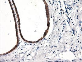 Monoclonal Mouse anti-Human RGS16 Antibody (clone OTI4F9, IHC, WB)