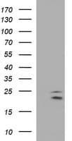 CLDN6 / Claudin 6 Antibody (clone OTI4B6)