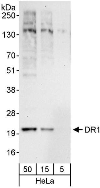 DR1 / NC2 Antibody (aa25-75)
